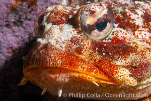 Red Irish Lord sculpinfish, Browning Pass, British Columbia, Hemilepidotus hemilepidotus