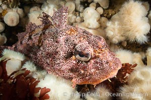 Red Irish Lord sculpinfish, Browning Pass, British Columbia, Hemilepidotus hemilepidotus