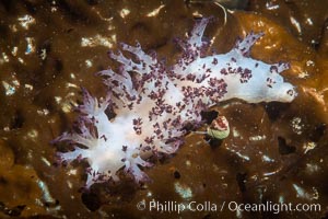 Red Nudibranch, Dendronotus rufus, Browning Pass, Vancouver Island, Dendronotus rufus