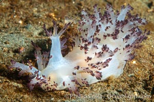 Red Nudibranch, Dendronotus rufus, Browning Pass, Vancouver Island, Dendronotus rufus