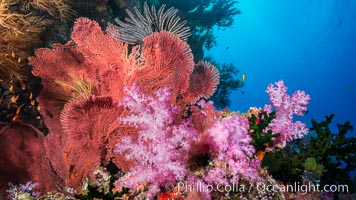 Red-orange Gorgonian Sea Fans and Pink Dendronephthya Soft Corals, Fiji, Dendronephthya, Gorgonacea, Plexauridae, Vatu I Ra Passage, Bligh Waters, Viti Levu  Island