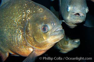 Red piranha, a fierce predatory freshwater fish native to South American rivers.  Its reputation for deadly attacks is legend, Pygocentrus nattereri