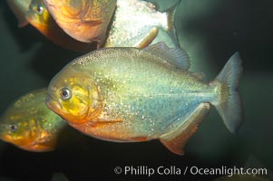 Red-bellied piranha.  The piranhas teeth are so sharp that Amazonian Indians use them as knives.  Each tooth has sawlike edges that allow the fish to slice through prey.  The teeth are continually replaced throughout the piranhas life.  Piranhas are illegal to import, sell or own in California, Pygocentrus nattereri