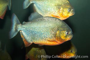 Red-bellied piranha.  The piranhas teeth are so sharp that Amazonian Indians use them as knives.  Each tooth has sawlike edges that allow the fish to slice through prey.  The teeth are continually replaced throughout the piranhas life.  Piranhas are illegal to import, sell or own in California, Pygocentrus nattereri