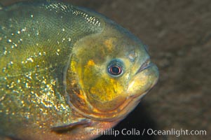 Red piranha, a fierce predatory freshwater fish native to South American rivers.  Its reputation for deadly attacks is legend, Pygocentrus nattereri