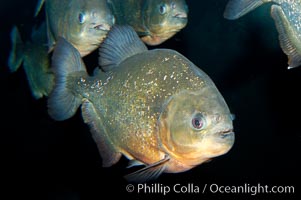 Red piranha, a fierce predatory freshwater fish native to South American rivers.  Its reputation for deadly attacks is legend, Pygocentrus nattereri