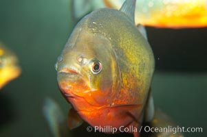 Red-bellied piranha.  The piranhas teeth are so sharp that Amazonian Indians use them as knives.  Each tooth has sawlike edges that allow the fish to slice through prey.  The teeth are continually replaced throughout the piranhas life.  Piranhas are illegal to import, sell or own in California, Pygocentrus nattereri