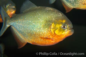 Red-bellied piranha.  The piranhas teeth are so sharp that Amazonian Indians use them as knives.  Each tooth has sawlike edges that allow the fish to slice through prey.  The teeth are continually replaced throughout the piranhas life.  Piranhas are illegal to import, sell or own in California, Pygocentrus nattereri