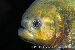 Red piranha, a fierce predatory freshwater fish native to South American rivers.  Its reputation for deadly attacks is legend, Pygocentrus nattereri