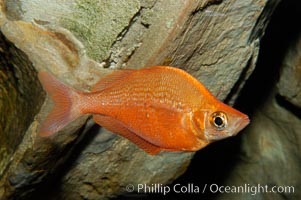 Red rainbowfish, Glossolepis incisus