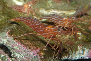 Red rock shrimp, Lysmata californica