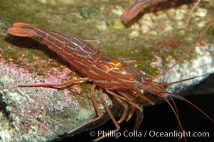 Red rock shrimp, Lysmata californica