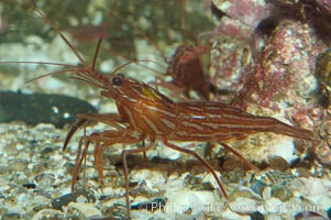 Image 08643, Red rock shrimp., Lysmata californica, Phillip Colla, all rights reserved worldwide.   Keywords: animal:crustacean:invertebrate:lysmata californica:marine invertebrate:ocean:oceans:pacific:red rock shrimp:shrimp prawn:underwater:wildlife.