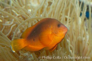 Red saddleback anemonefish, Amphiprion ephippium