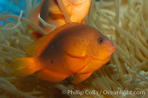 Red saddleback anemonefish, Amphiprion ephippium