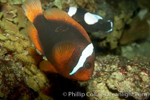 Red Saddleback Anemonefish, juvenile with white bar, Amphiprion ephippium