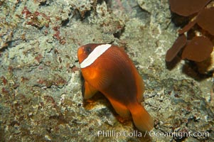 Red Saddleback Anemonefish, juvenile with white bar, Amphiprion ephippium