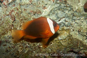 Red Saddleback Anemonefish, juvenile with white bar, Amphiprion ephippium