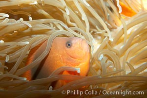 Red saddleback anemonefish, Amphiprion ephippium