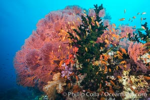 Red Sea Fan Gorgonians and Green Fan Coral, Fiji, Gorgonacea, Plexauridae, Pseudanthias