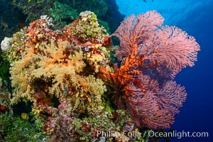 Red Sea Fan Gorgonians and Yellow Dendronephthya Soft Corals, Fiji, Dendronephthya, Gorgonacea, Plexauridae