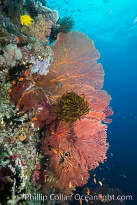 Plexauridae Sea Fan Gorgonians with Crinoid Attached, Fiji, Crinoidea, Gorgonacea, Plexauridae, Namena Marine Reserve, Namena Island