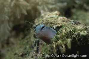 Mimic blenny, Ecsenius gravieri, Egyptian Red Sea