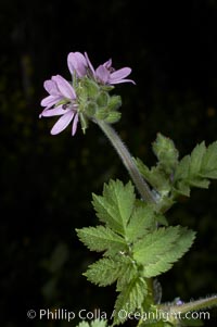 Red-stem filaree blooms in spring, Batiquitos Lagoon, Carlsbad, Erodium cicutarium