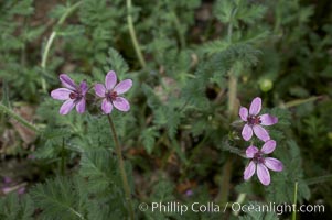 Red-stem filaree blooms in spring, Batiquitos Lagoon, Carlsbad, Erodium cicutarium