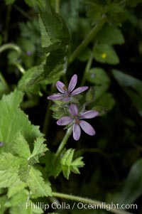 Red-stem filaree blooms in spring, Batiquitos Lagoon, Carlsbad, Erodium cicutarium