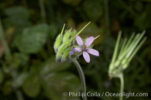 Red-stem filaree blooms in spring, Batiquitos Lagoon, Carlsbad, Erodium cicutarium