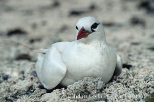 Red tailed tropic bird, Phaethon rubricauda, Rose Atoll National Wildlife Sanctuary