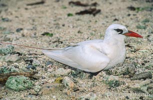 Red-tailed tropicbird, Rose Atoll National Wildlife Refuge, Phaethon rubricauda, Rose Atoll National Wildlife Sanctuary