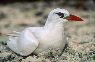 Red-tailed tropicbird, Rose Atoll National Wildlife Refuge, Phaethon rubricauda, Rose Atoll National Wildlife Sanctuary