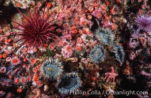 Red urchin, strawberry anemones and aggregating anemones on rocky California reef, Anthopleura elegantissima, Corynactis californica, Strogylocentrotus franciscanus