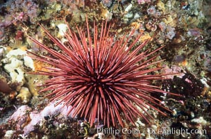 Red urchin on rocky California reef, Strogylocentrotus franciscanus