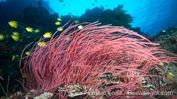 Red whip coral, Ellisella ceratophyta, Mount Mutiny, Bligh Waters, Fiji