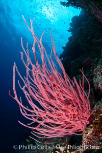 Red whip coral, Ellisella ceratophyta, Fiji