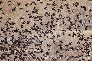 Red-winged blackbirds in flight, Agelaius phoeniceus, Bosque del Apache National Wildlife Refuge