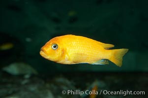 Red zebra mbuna, Pseudotropheus estherae