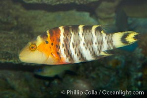 Redbreasted wrasse, Cheilinus fasciatus