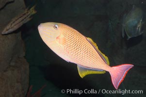 Redtail trigger fish, Revilligigedos, Xanthichthys mento