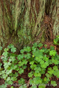 Clover covers shaded ground below coast redwoods in Redwood National Park.