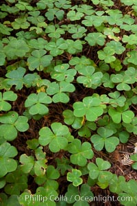 Clover covers shaded ground below coast redwoods in Redwood National Park. California, USA, natural history stock photograph, photo id 25869