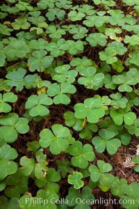 Clover covers shaded ground below coast redwoods in Redwood National Park