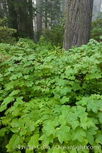 Plant surround the huge trunks of coast redwood and Douglas fir trees, Redwood National Park, California