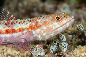 Reef lizardfish, Synodus variegatus, Fiji