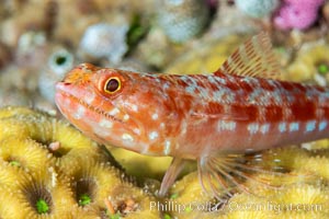 Reef lizardfish, Synodus variegatus, Fiji, Synodus variegatus