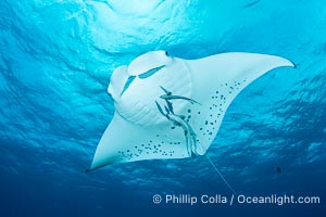 Reef Manta Ray, Manta alfredi, Fiji, Wakaya Island, Lomaiviti Archipelago