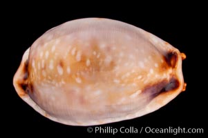 Reents' Cowrie, Cypraea gangranosa reentsii